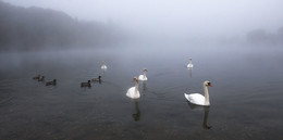 Wollige Nebel / ***