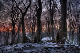 Frost-Wald / Aufgenommen in der "Elfringhauser Schweiz"