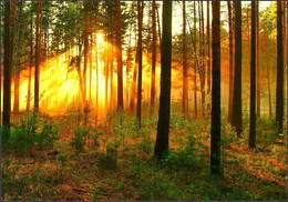Wollige Nebel / FEVER