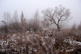 Wollige Nebel / ***