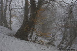 Wollige Nebel / ***