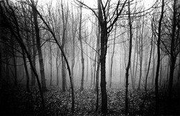 Wollige Nebel / ***
