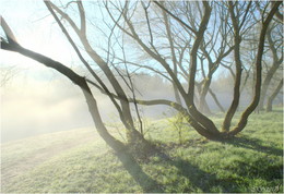 Wollige Nebel / ***
