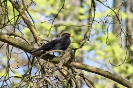 Amsel / ***