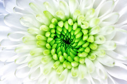 Blumen / ***