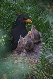 Vogelnest / Amselpapa mit Nachwuchs