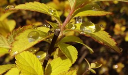 Gefrorener Regen / ***