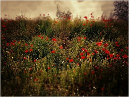 Wo Mohnblumen wachsen / ***