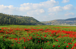 Mohn / ***