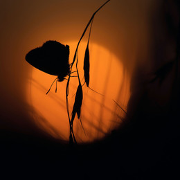 Kupfer-Schmetterling / ***