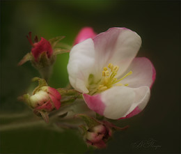SPRING SCHÖPFUNG / ***