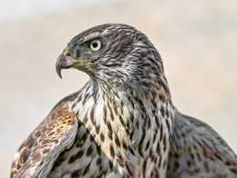 Falke / ***