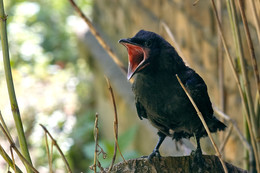 Screamer / ***