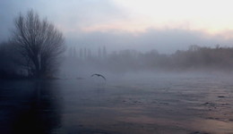 Graureiher im Morgengrauen / Früh morgens an der Ruhr im Nebel.