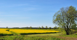 Der Frühling ist in vollem Gange / ***