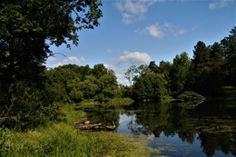 Forest Lake / ***