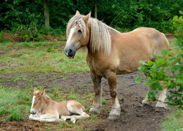 Sweet Couple / ***