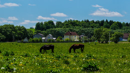 Double Horse / ***