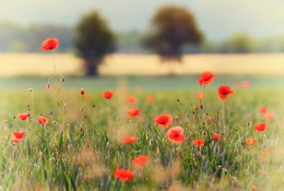 poppies and trees / Aufgenommen in Arnsberg/Sauerland