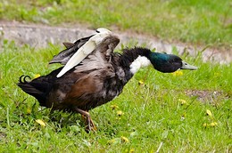 Fliegen Gang ... / ***