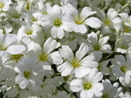 Frühlingsblumen / ***