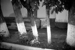 / trees and walls