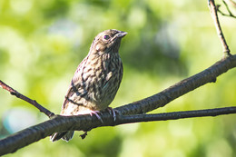 Birdie / ***