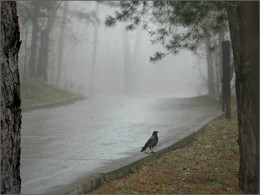 Nebel / ***
