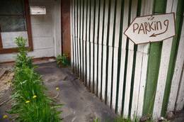 Taraxacum / ***