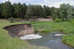 In einem Kiefernwald / ***