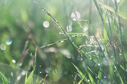 Nach dem Regen / " " "