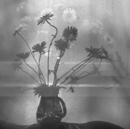 Gänseblümchen / ***