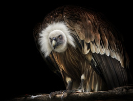 Weißkopfseeadler / ***