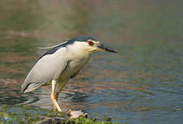 Heron. / ***