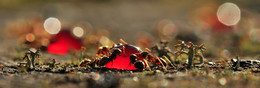 Ants / ***