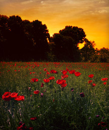 Poppy Sonnenuntergang / ***