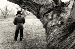 Baum / ***