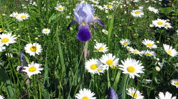 Blumen / ***
