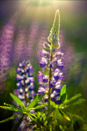 Lupinus / ***