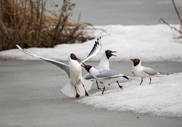 Hähnchen / ***