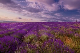 Lavendel Sonnenuntergang / ***