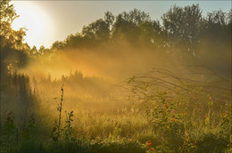 Durch den Morgennebel / ***