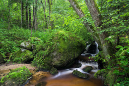  / im Wald