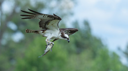 Osprey ♂ / ***
