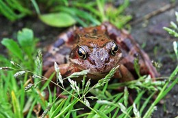 Frosch / ***