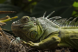 Iguana / Iguana