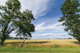 Roggen / ***