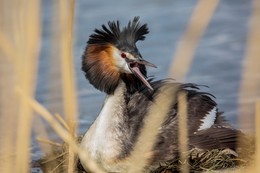 Haubentaucher / ***