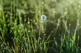 Sommer / ***