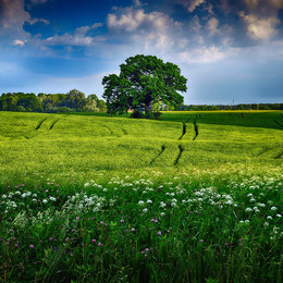 Sommer / leto